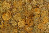 Composite Plate Of Agatized Ammonite Fossils #130574-1
